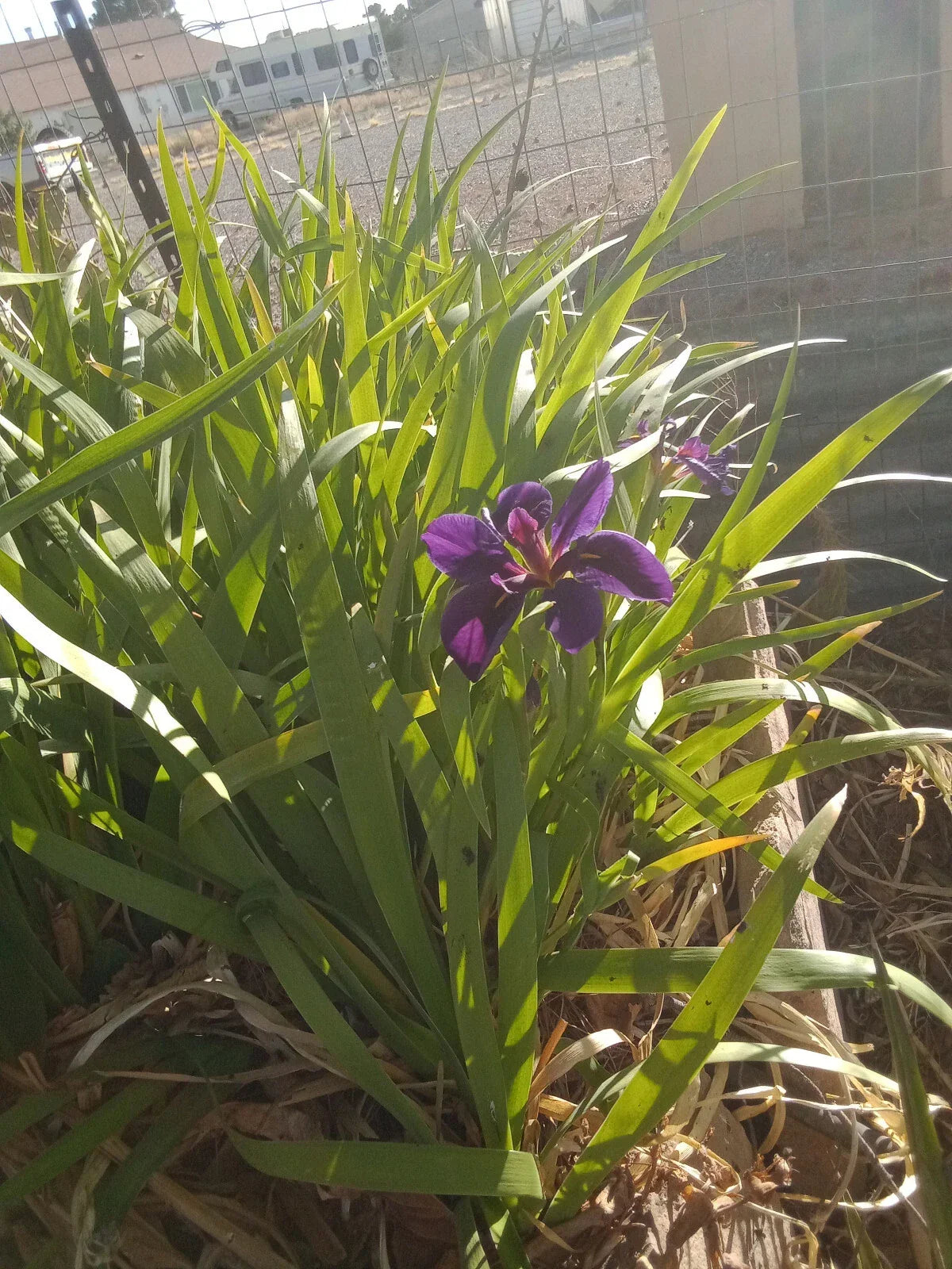 4 Live Hardy Louisiana Black Gamecock Iris - Iris virginica Aquatic Marginal Plant for Water Gardens and Ponds
