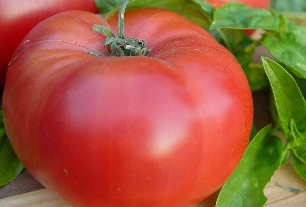 Brandywine Red Tomato Seeds - Heirloom Solanum lycopersicum for Home Gardening - Juicy, Large Fruits, Non-GMO Seed Packet