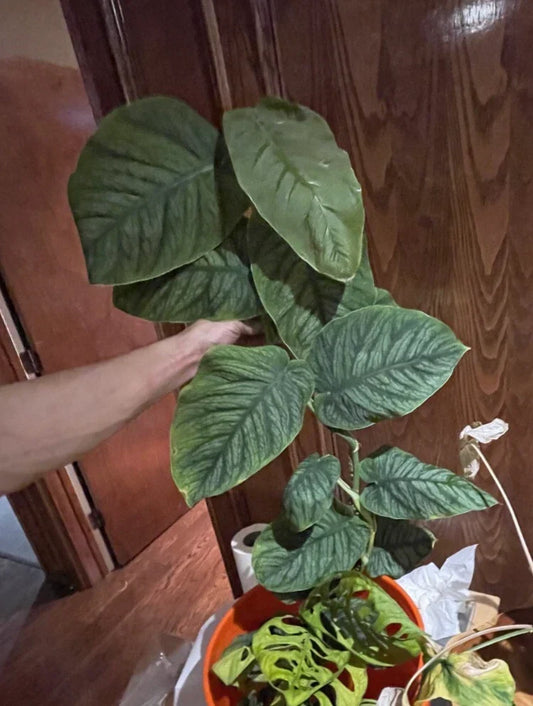 Monstera Dubia Starter Cuts – 6 Rooted Nodes for Propagation – Rare Tropical Plant – Monstera dubia Cutting for Indoor Garden