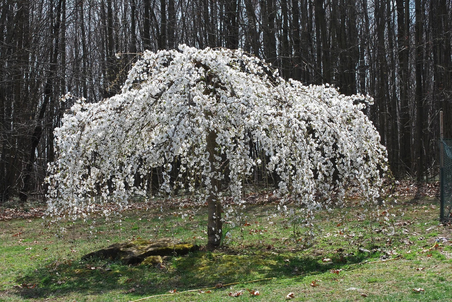 Weeping White Cherry Tree Seeds - 5 Pack, Ornamental Flowering Seeds, Prunus pendula, Garden Landscape, White Blossom, Easy to Grow