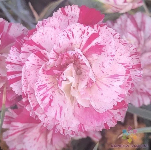 Peppermint Pink Carnation Seeds - 200+ Count Dianthus caryophyllus for Garden, Borders, Containers, Flower Beds