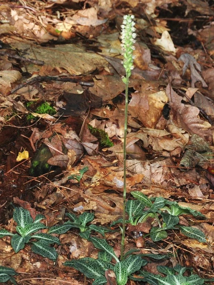 10 Rattlesnake Orchids Indoor Plants, Downy Plantain, Goodyera oblongifolia, Rare Unique Home Decor, Low-Maintenance Foliage Plant