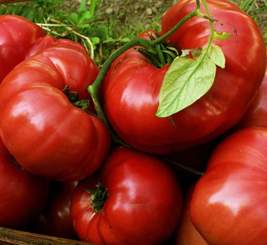 Red Brandywine Tomato Seeds - Heirloom Indeterminate Beefsteak Variety - 100 Pack of Organic Vegetable Garden Seeds