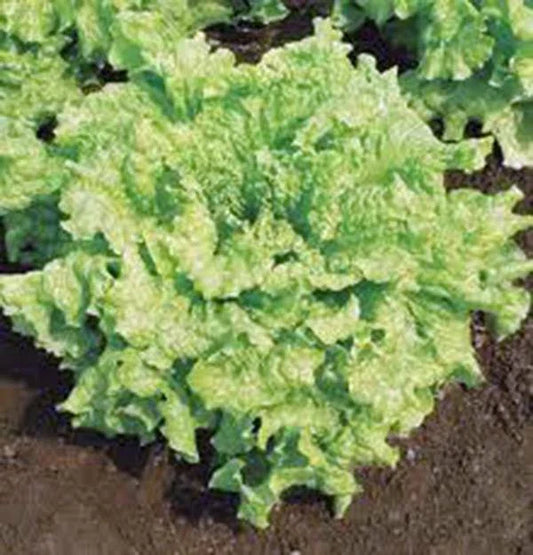 Leaf Lettuce Seeds - Simpson BS Heirloom Non-GMO Organic, 25+ Seeds, Vegetable Gardening Supplies, Lactuca sativa