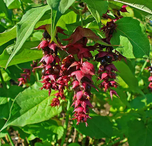 Himalayan Honeysuckle Seeds, 201 Count, Hardy Perennial, Leycesteria formosa, Vibrant Foliage for Pollinator Gardens