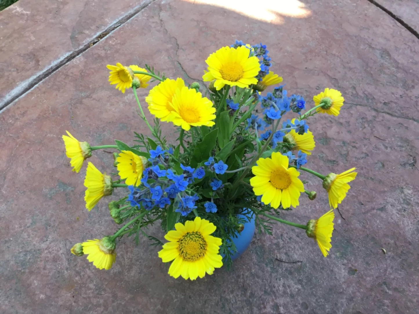 Forget-Me-Not and Daisy Flower Seeds, Blue and Yellow, Ukraine Flag Colors, Myosotis spp. & Bellis perennis, Wildflower Garden Seeds