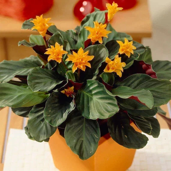 Eternal Flame Calathea Seeds - 25+ Pack for Indoor & Outdoor Planting - Calathea crocata - Exotic Tropical Foliage Seeds - USA Grown