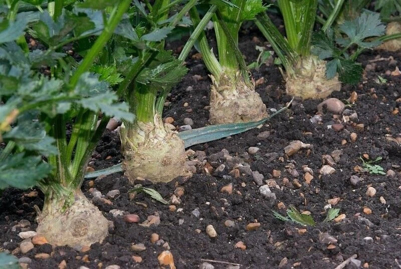 Giant Prague Celeriac Seeds - Non-GMO Apium graveolens var. rapaceum for Urban Gardening, Container Growing, Nutty Flavor, 100 Seeds