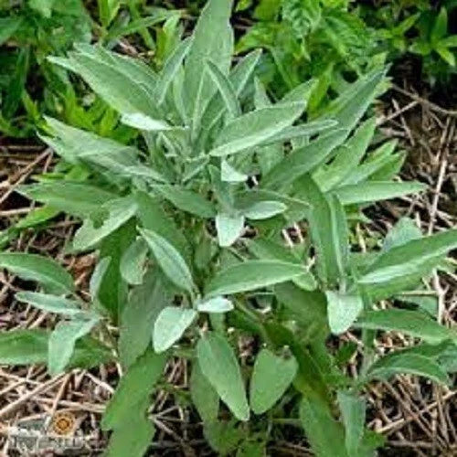 Organic Broadleaf Sage Seeds - Heirloom Salvia officinalis Herb for Culinary & Garden - 200 Seeds