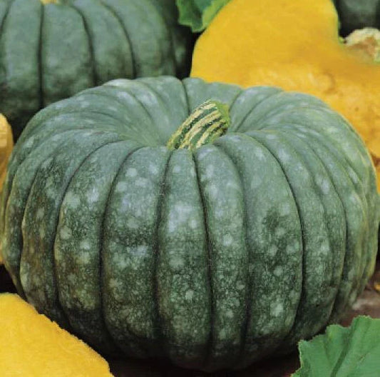 Jarrahdale Blue Pumpkin Seeds - Heirloom Non-GMO Cucurbita maxima, 15+ Blue-Green Decorative & Culinary Seeds