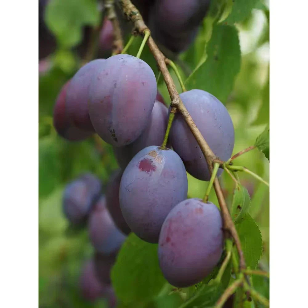 Dwarf Italian Plum Tree Bare Root Prunus domestica Small Space Fruit Tree with Purple Plums