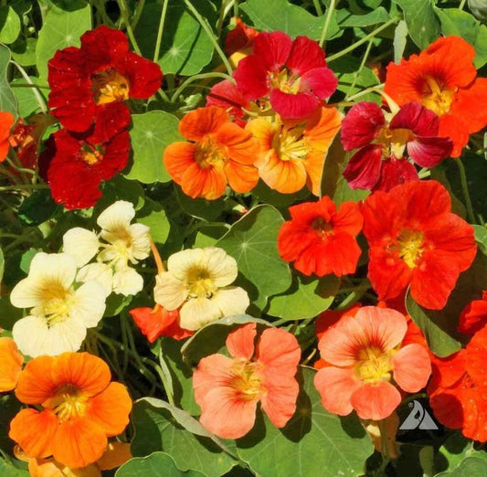 Nasturtium Seeds - TIP TOP Mix Dwarf Vine - Red Orange Edible Flowers & Leaves - Non-GMO - 25 Seeds Tropaeolum majus