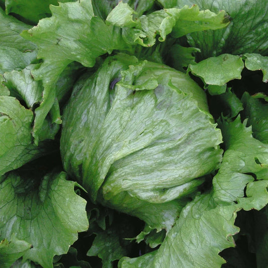 Iceburg Lettuce Seeds - 200 Count Packets, Compact Heads, Ice-Green Leaves, Lactuca sativa, Non-GMO, Salad Greens, Home Gardening
