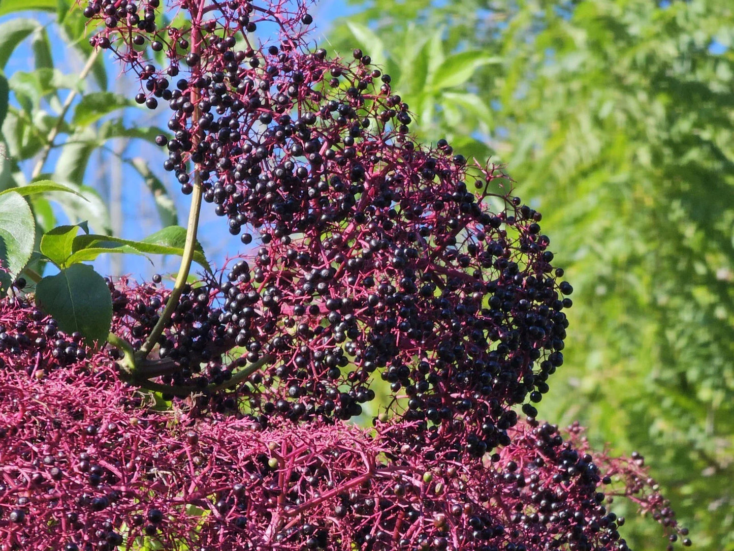 Elderberry Cuttings 5-12 Inches Long | York, Nova, Adams Varieties | Sambucus canadensis Berry Plants
