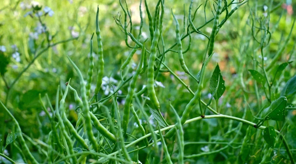 Singara Rat's Tail Radish Seeds – 500+ Non-GMO Raphanus sativus var. caudatus for Garden Planting, Unique Rat's Tail Shape
