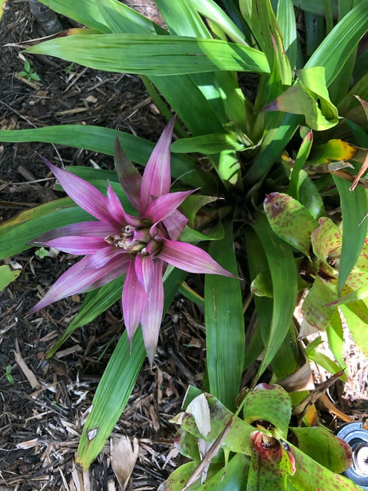 Guzmania MOONLIGHT Bromeliad Plant - Medium Tropical Indoor Houseplant, Air Purifier, Easy Care, Exotic Greenery