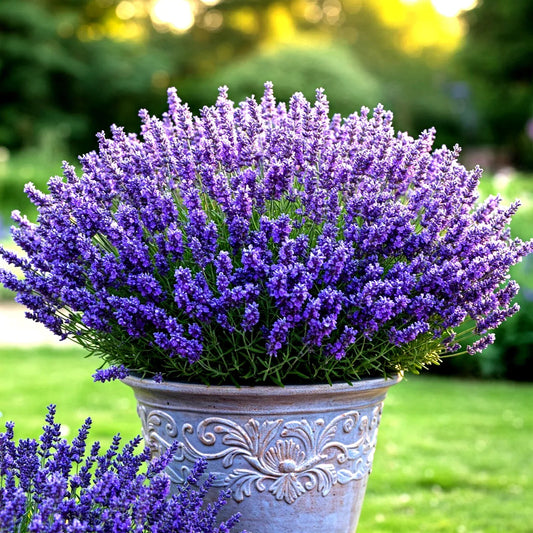 Lavender Vera Seeds - Perennial, Mosquito Repellent, Fragrant, Pollinator Attractant, Lavandula angustifolia, 800+ Seeds