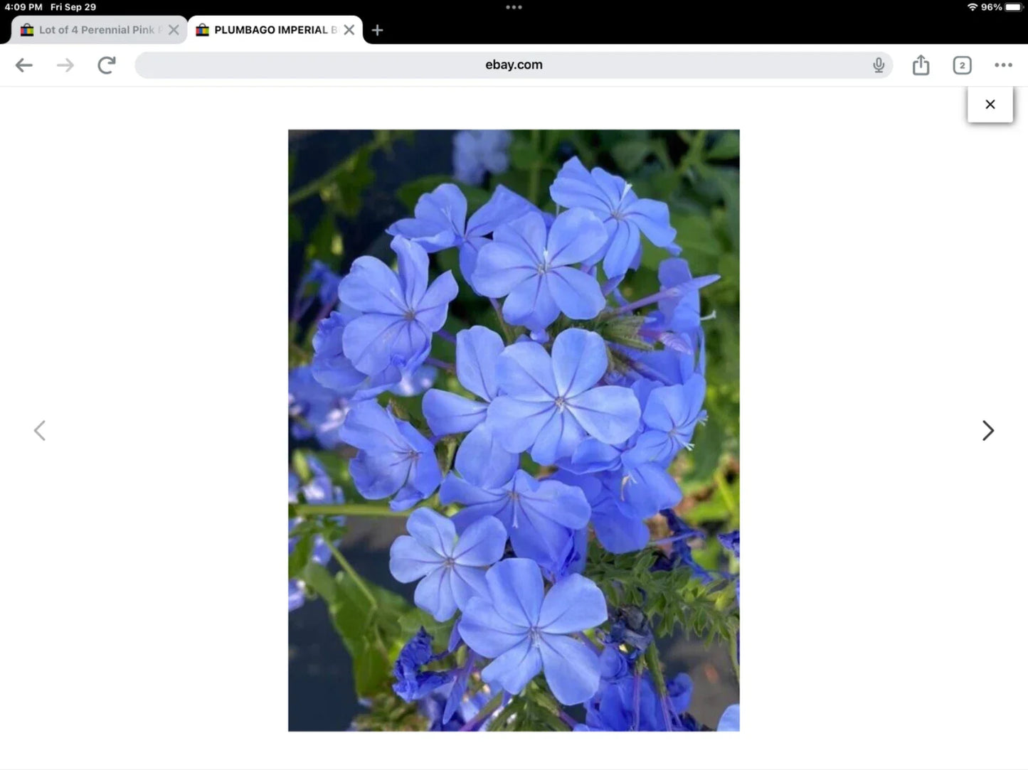 Plumbago Seeds Packet of 50 | Imperial Blue Variety | Plumbago auriculata | Blue Flowering Garden Seeds