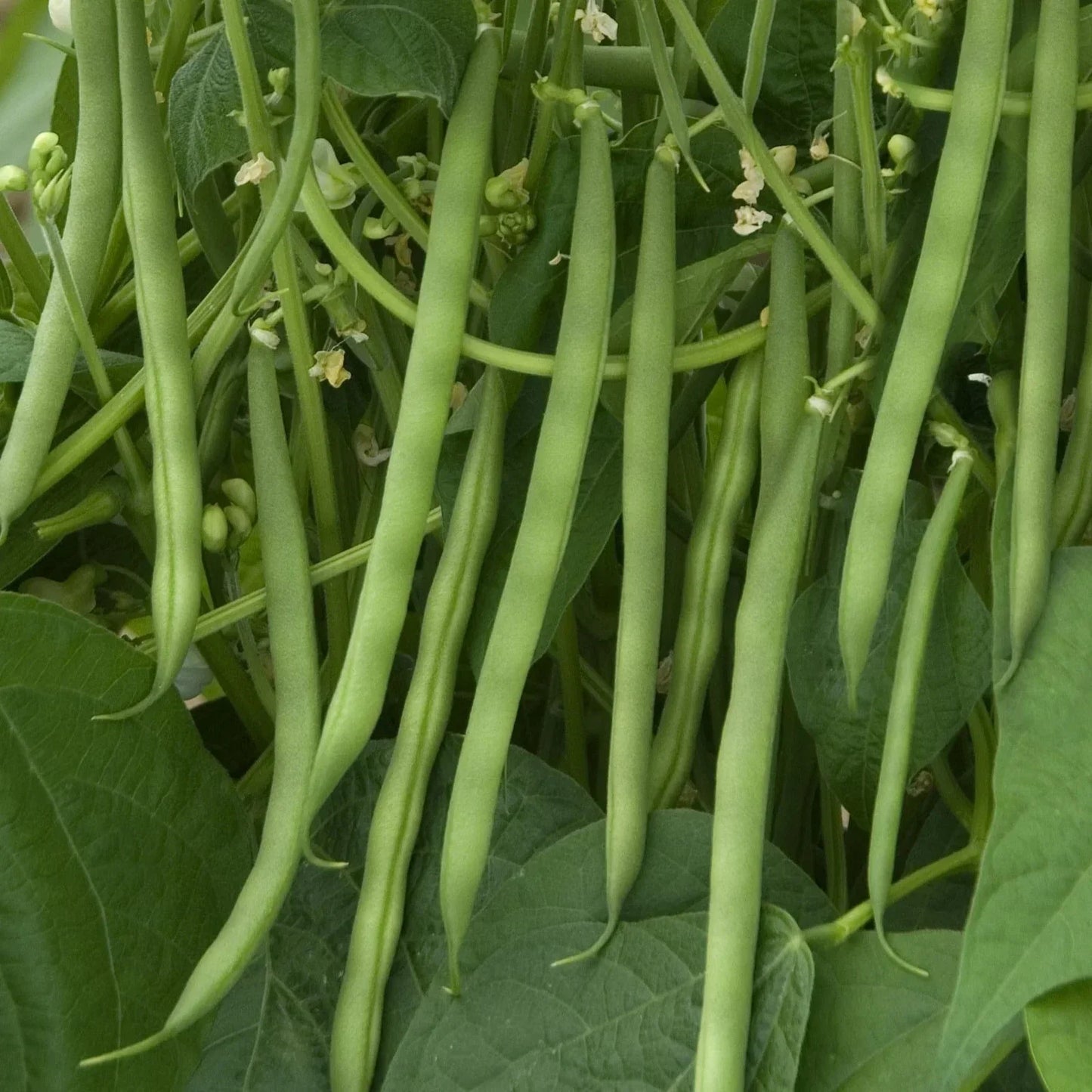 Contender Green Bean Seeds Pack – Over 30 Heirloom Phaseolus vulgaris Vegetable Seeds for Home Garden, Container Growing