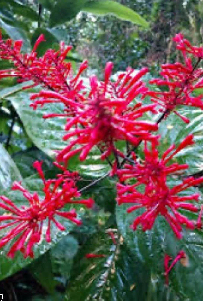 Red Firespike Plant Cuttings, Organic Odontonema strictum, Hummingbird and Butterfly Garden Plants, Pollinator-Friendly, Live Garden Starter