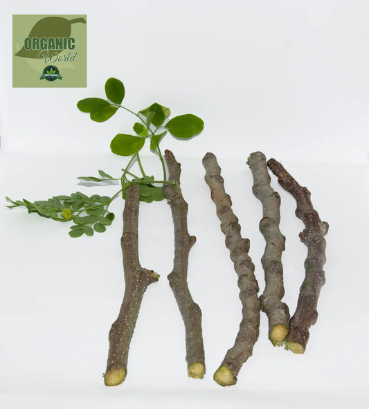 Organic Moringa Cuttings 5 Pack | Florida Grown Moringa Oleifera for Gardening, Nutrient-Rich, Healthy Live Plant Cuttings