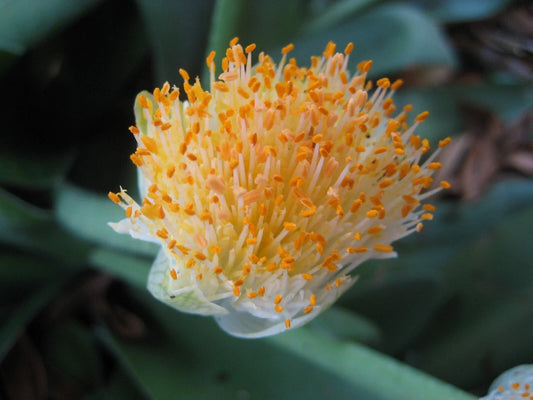 Jumbo Haemanthus albiflos Bulb - Paintbrush Plant - Rare South African Flowering Bulb for Garden or Indoor Growth