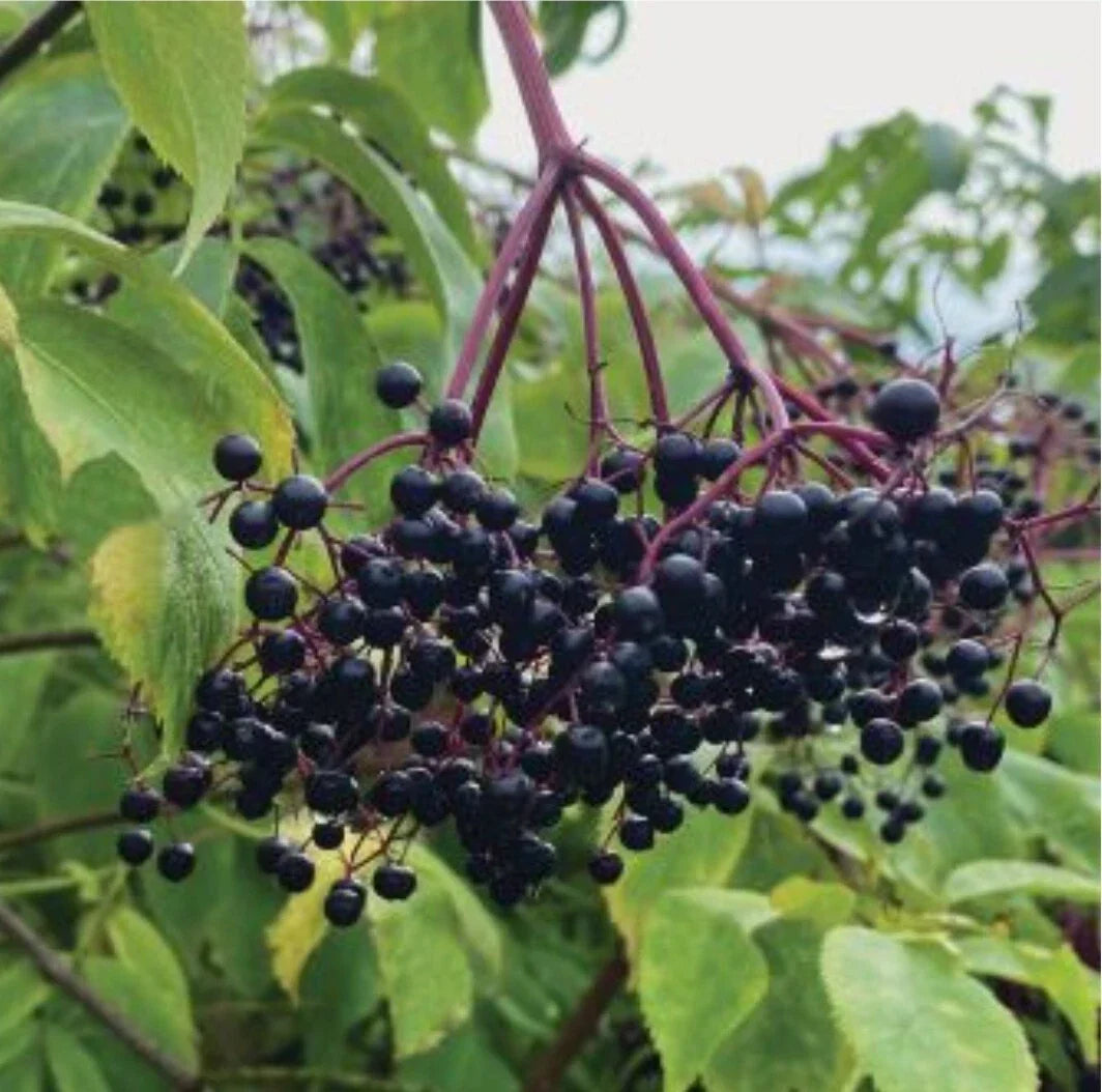 Elderberry Seeds - 200+ Organic Heirloom Sambucus nigra for Home Gardens & Small Farms - USA 06/2024 Harvest