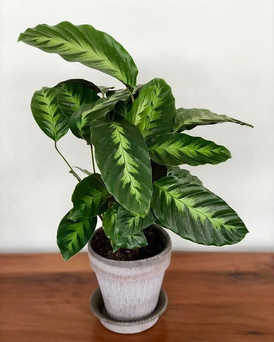 Misto Calathea Seeds – 25+ Pack for Indoor & Outdoor Gardening – Calathea spp. Decorative Foliage Planting Seeds