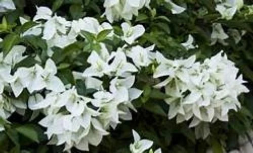 Live Bougainvillea Starter Plant - MS. ALICE Variety - Well Rooted Bougainvillea glabra for Garden, Patio & Containers - USA Seller