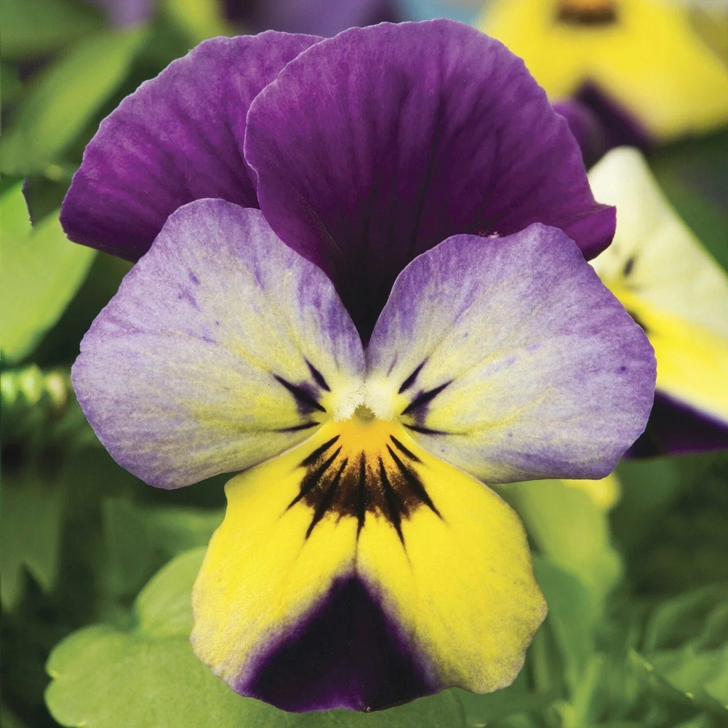 Viola Seeds Pack of 50 Viola x wittrockiana Endurio Blue Yellow Purple Wing Garden Flower