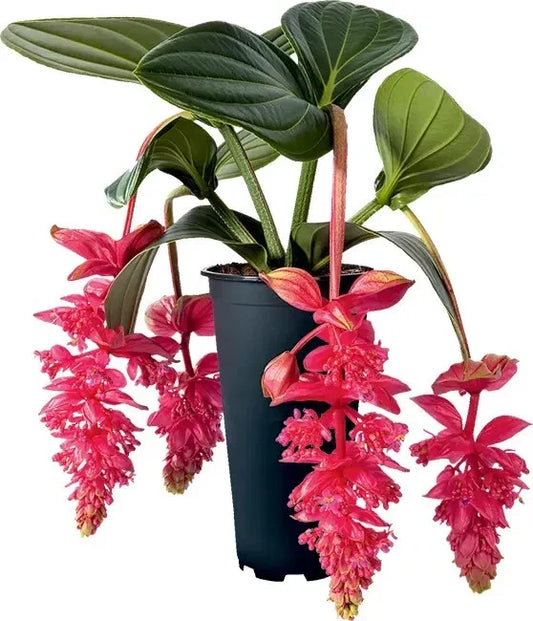 Medinilla Plant Starter – Royal Intenz Magnifica – Rare Exotic Indoor Greenery – Live Well-Rooted Houseplant