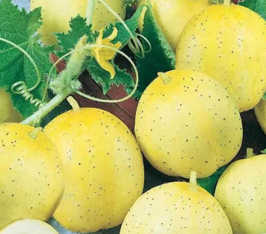 Lemon Cucumber Seeds 100 Pack Non-GMO Sweet Yellow Fruits Cucumis sativus for Salad, Pickling & Snacking