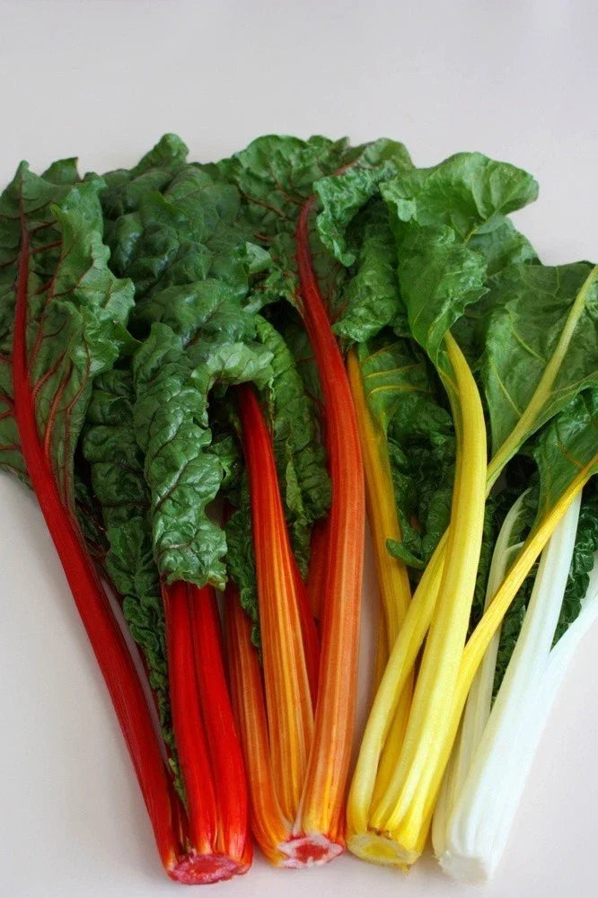 Swiss Chard Seeds Orange Fantasia 50 Pack Bright Orange Beta vulgaris var. cicla for Salads and Containers