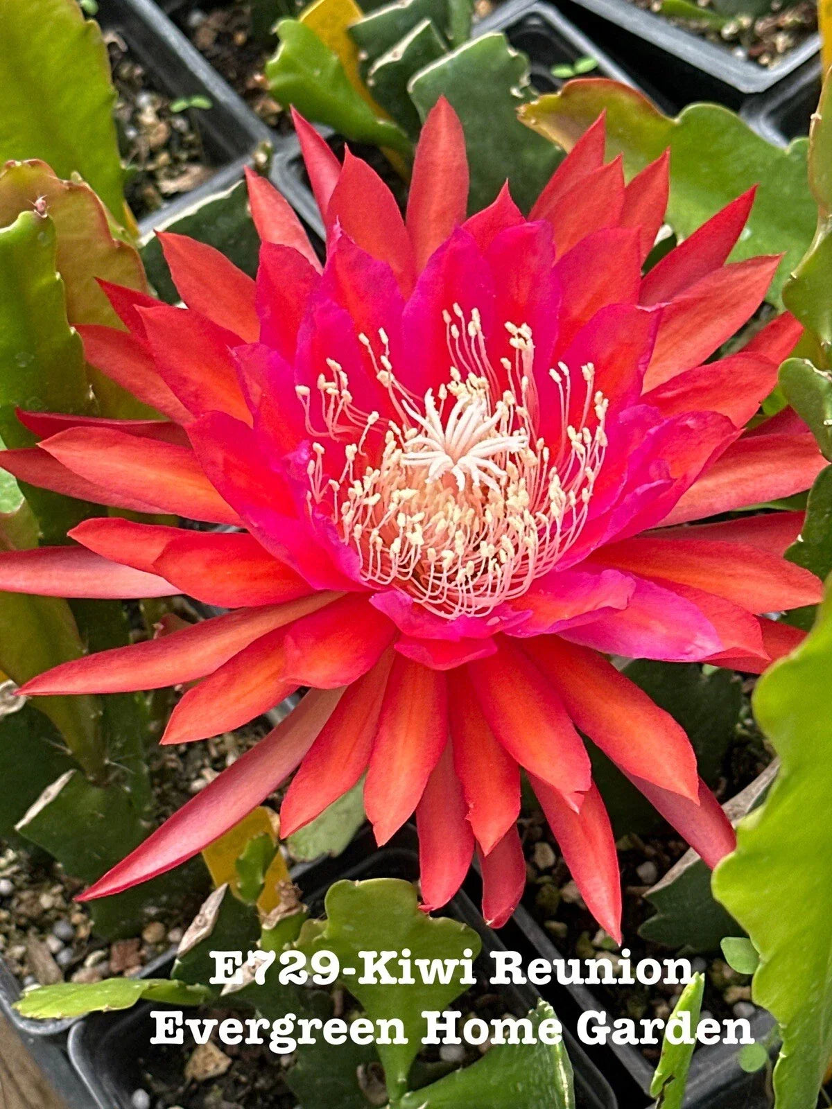 Epiphyllum Orchid Cactus Plant 4-Inch Starter Pot Kiwi Reunion Epiphyllum spp. Indoor Outdoor Flowering Succulent