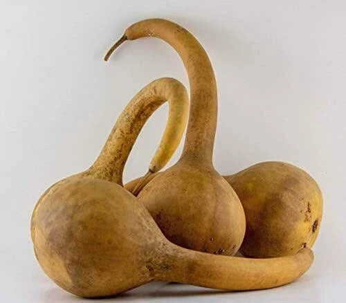 Large Dipper Gourd Seeds – Lagenaria siceraria – Organic, Non-GMO, Full Sun, Vining Plant for Crafting & Decoration