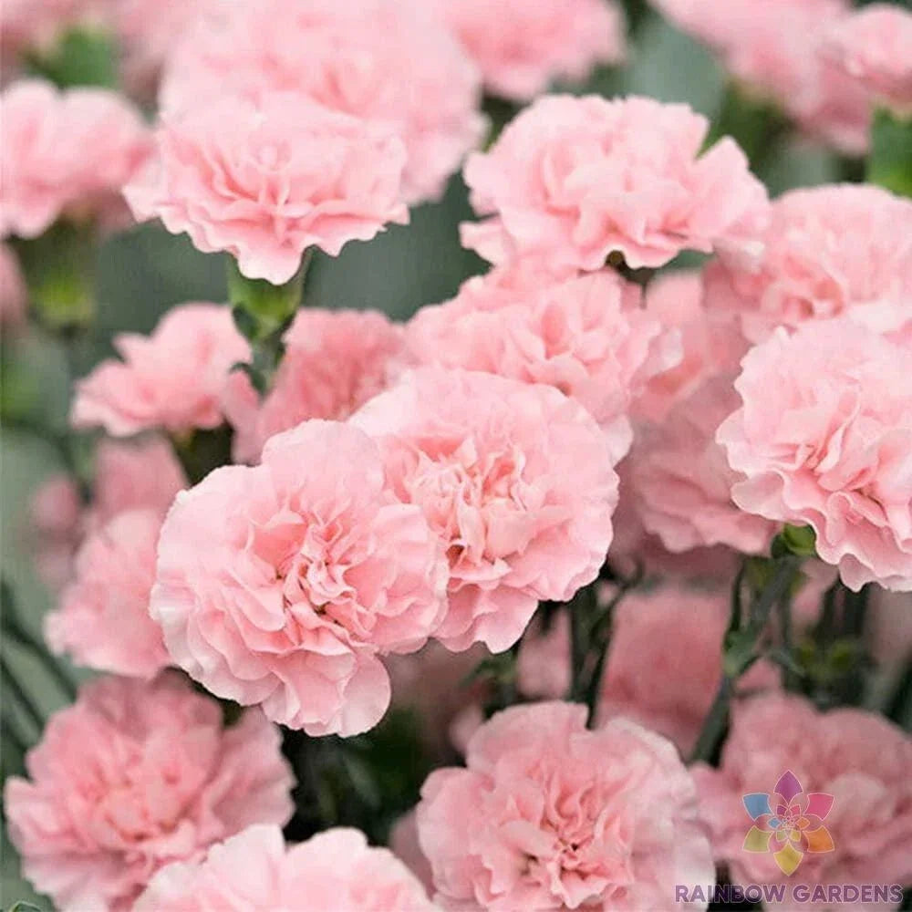 Freyn's Pink Carnation Seeds - 200+ Pack for Garden, Flowering Perennial, Dianthus caryophyllus, Pink Blooms, Easy to Grow