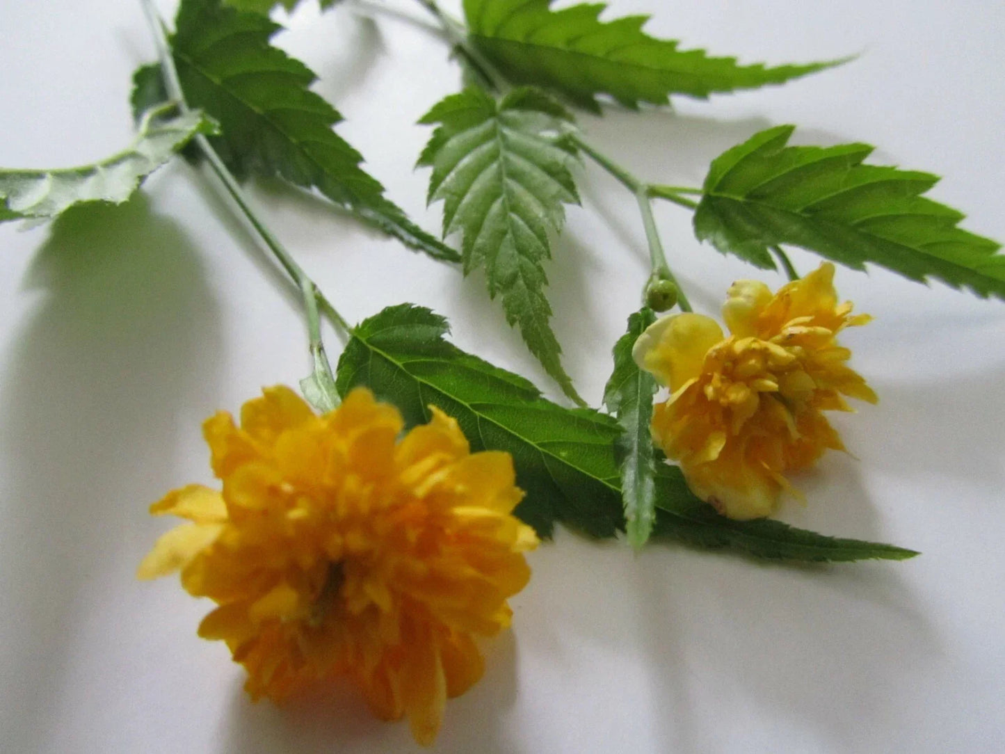 Double Flowering Japanese Rose Cuttings – Kerria japonica, 7+ Fresh Jew's Mantle Planting Material for Garden Landscaping