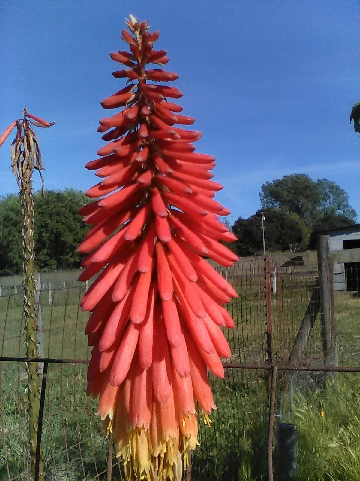 Red Hot Poker Plants 4 Pack - Kniphofia uvaria - Vibrant Orange-Red Flowers - Hardy Perennial Garden Plants