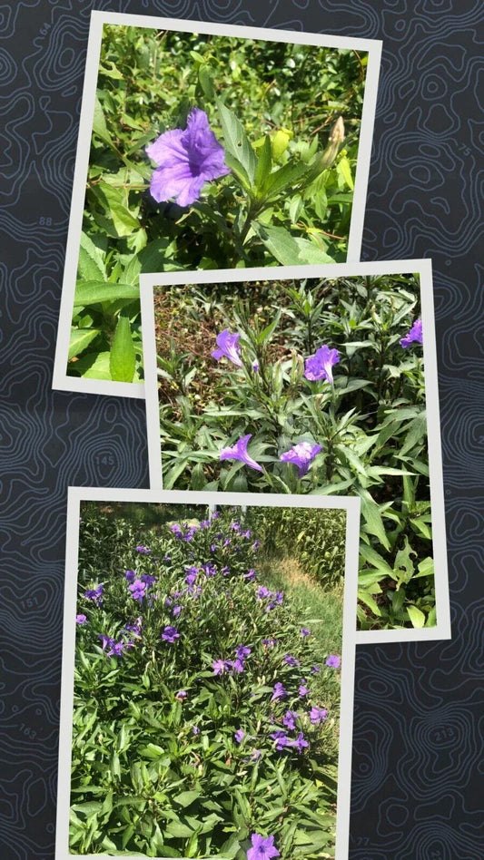 Live Bare Root Mexican Petunia Plants 5 Pack Ruellia Simplex Hardy Perennial Flowering Garden Plants