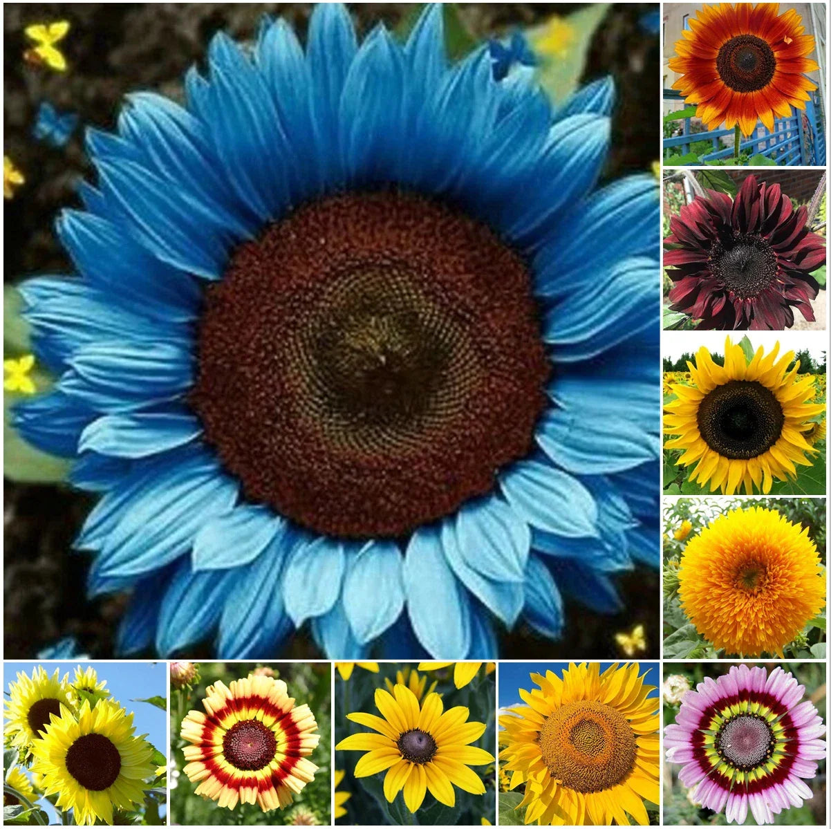 50pcs Sunflower Seeds Mix Pack – 10 Species Helianthus annuus for Garden, Pollinator Attracting, Easy to Grow