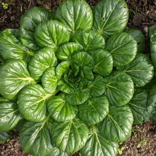 Tatsoi Mustard Green Seeds - 1000+ Count, Brassica rapa var. rosularis, Asian Chinese Vegetable Seeds for Salad, Stir-fry & Garnish