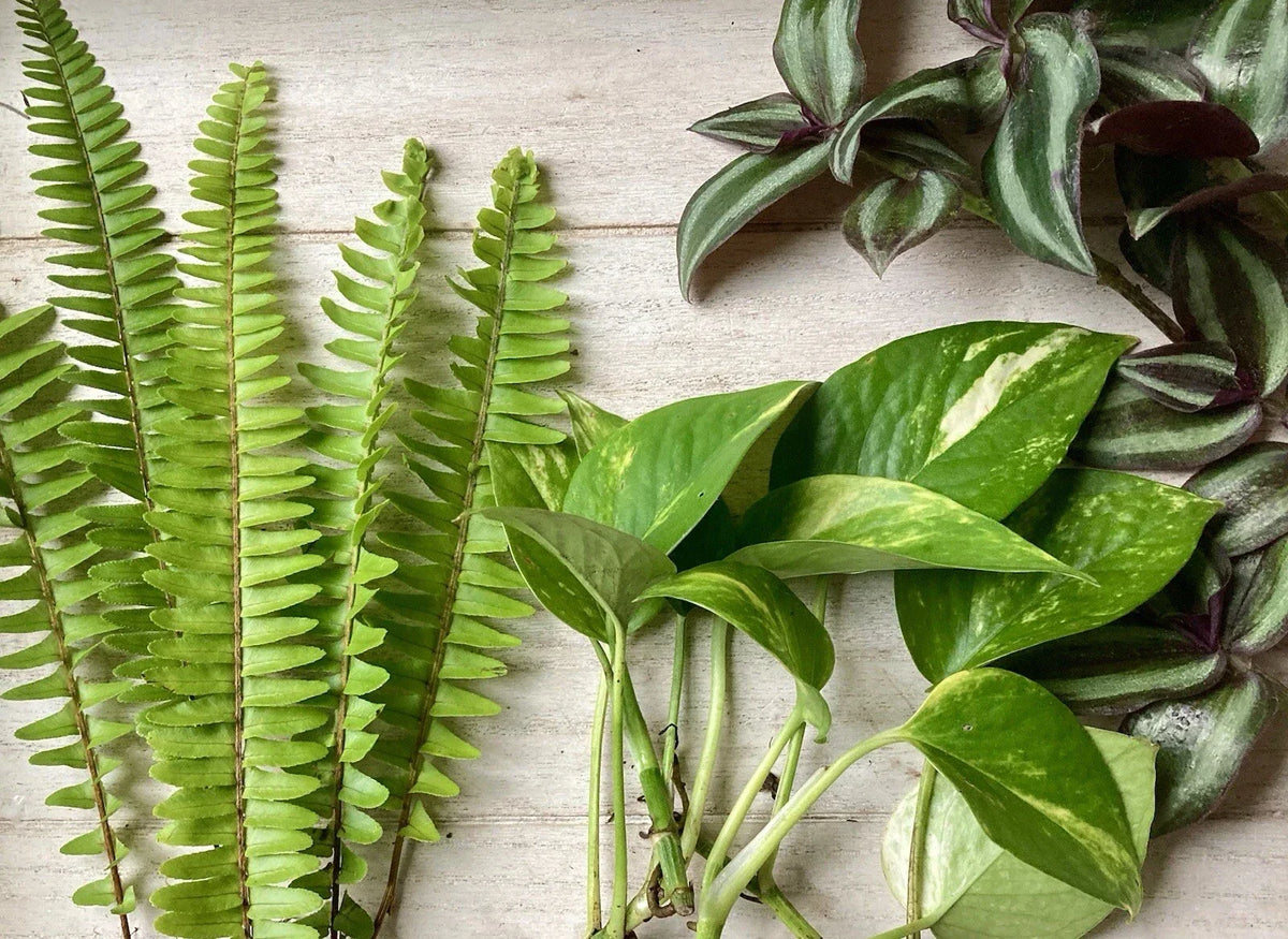 House Plant Variety Pack - 15 Rooted Cuttings - Assorted Indoor Plants - Various Species for Easy Care and Air Purification