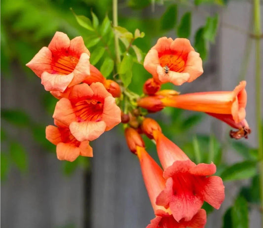 Live Bare Root Trumpet Vines 5 Pack, Campsis radicans, Colorful Climbing Plants for Gardens and Landscapes