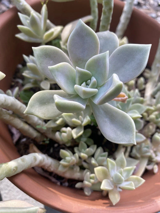Graptopetalum paraguayense Ghost Plant Cuttings 2” Pot, Succulent, Easy Care Indoor Plant, Unique Grey Color