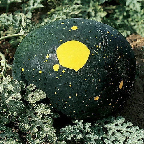 Moon & Stars Watermelon Seeds - Heirloom Non-GMO Red Variety - Citrullus lanatus - Packet of 10 Seeds for Home Gardens