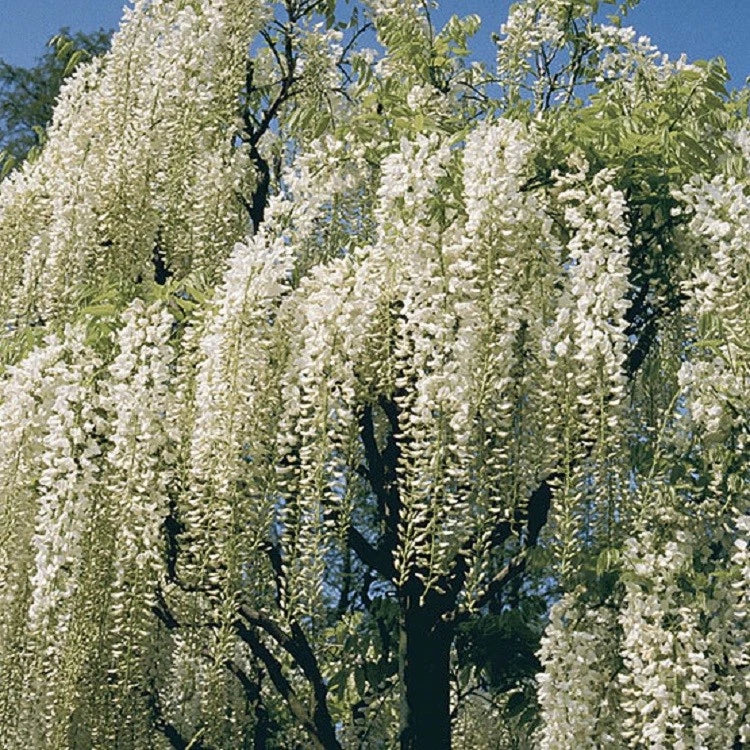 White Chinese Wisteria Seeds - Pack of 5, Climbing Vine, Fragrant White Flowers, Wisteria sinensis, Perennial Garden Plant