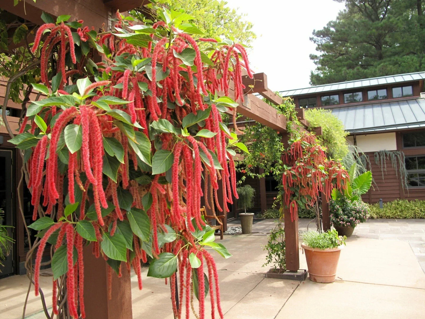 Amaranth Flower Seeds - Love Lies Bleeding - Easy to Grow Annual with Cascading Red Spikes - Amaranthus caudatus for Container Gardens