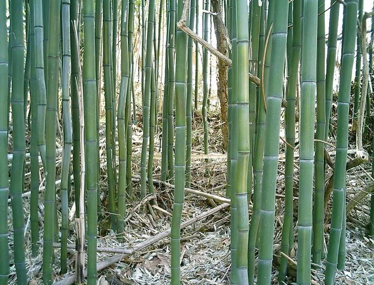 Yellow Groove Bamboo Rhizome Cuttings 3ct | Phyllostachys aureosulcata Hardy for Zone 5 Garden Plant
