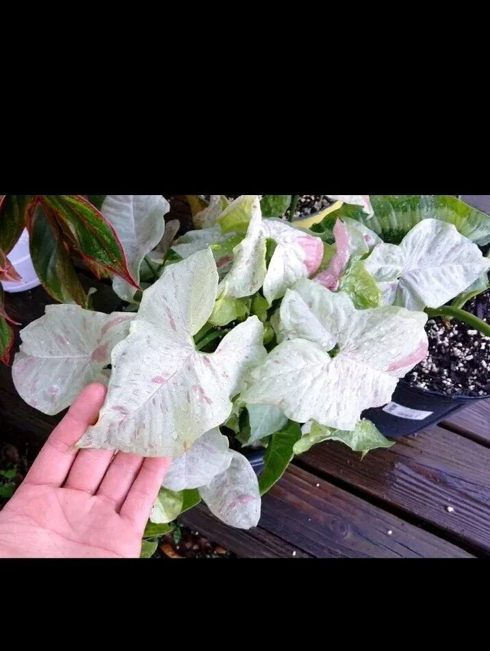 Syngonium Milk Confetti Cuttings – 2 Healthy Plant Clippings with Extras – Indoor Variegated Plant – Syngonium podophyllum