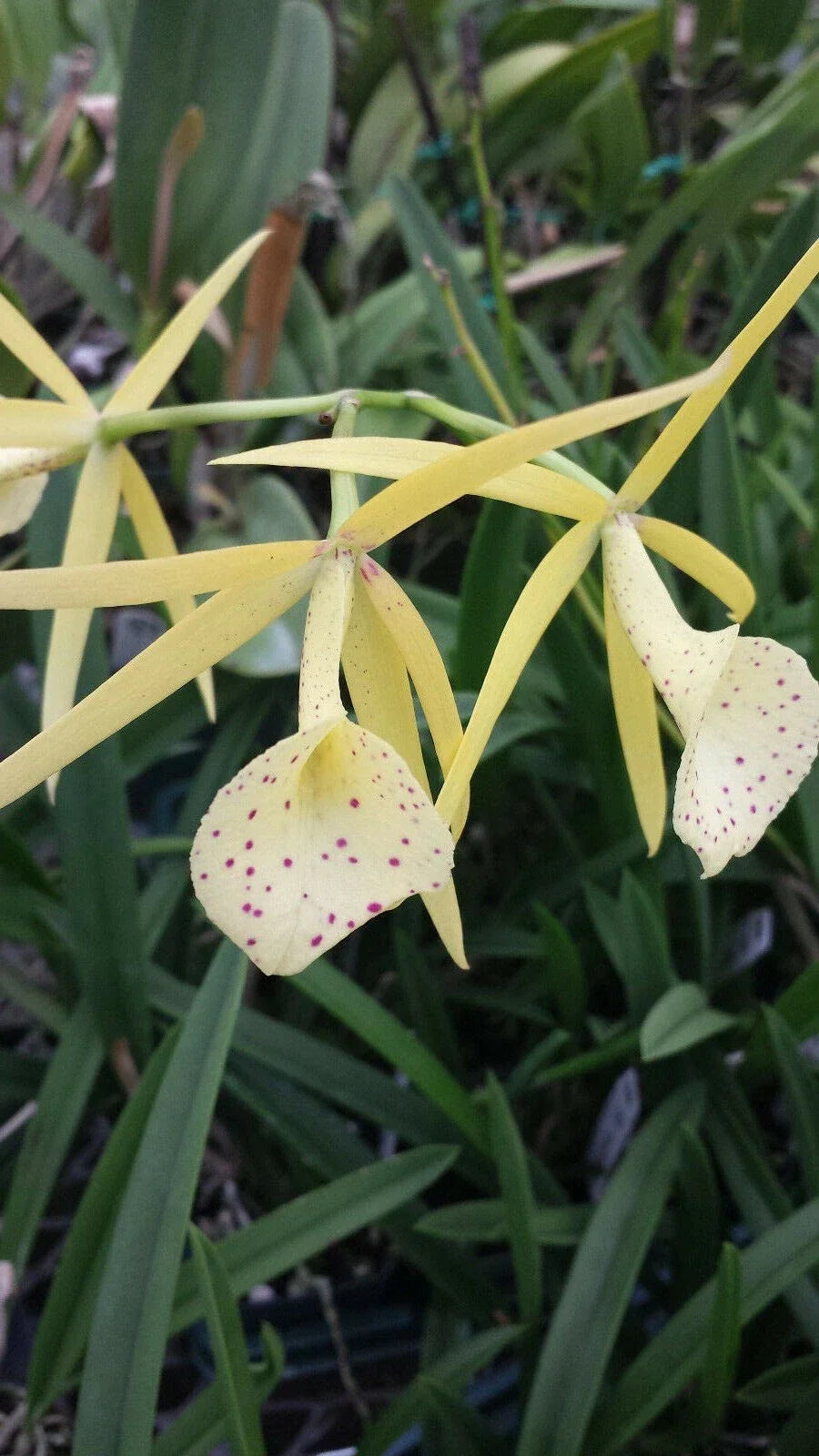 Brassavola Yellow Bird Orchid Plant – Tropical Houseplant with Fragrant Yellow Blooms – Exotic Indoor Orchid for Garden and Collection